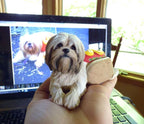 Pet mini Replica